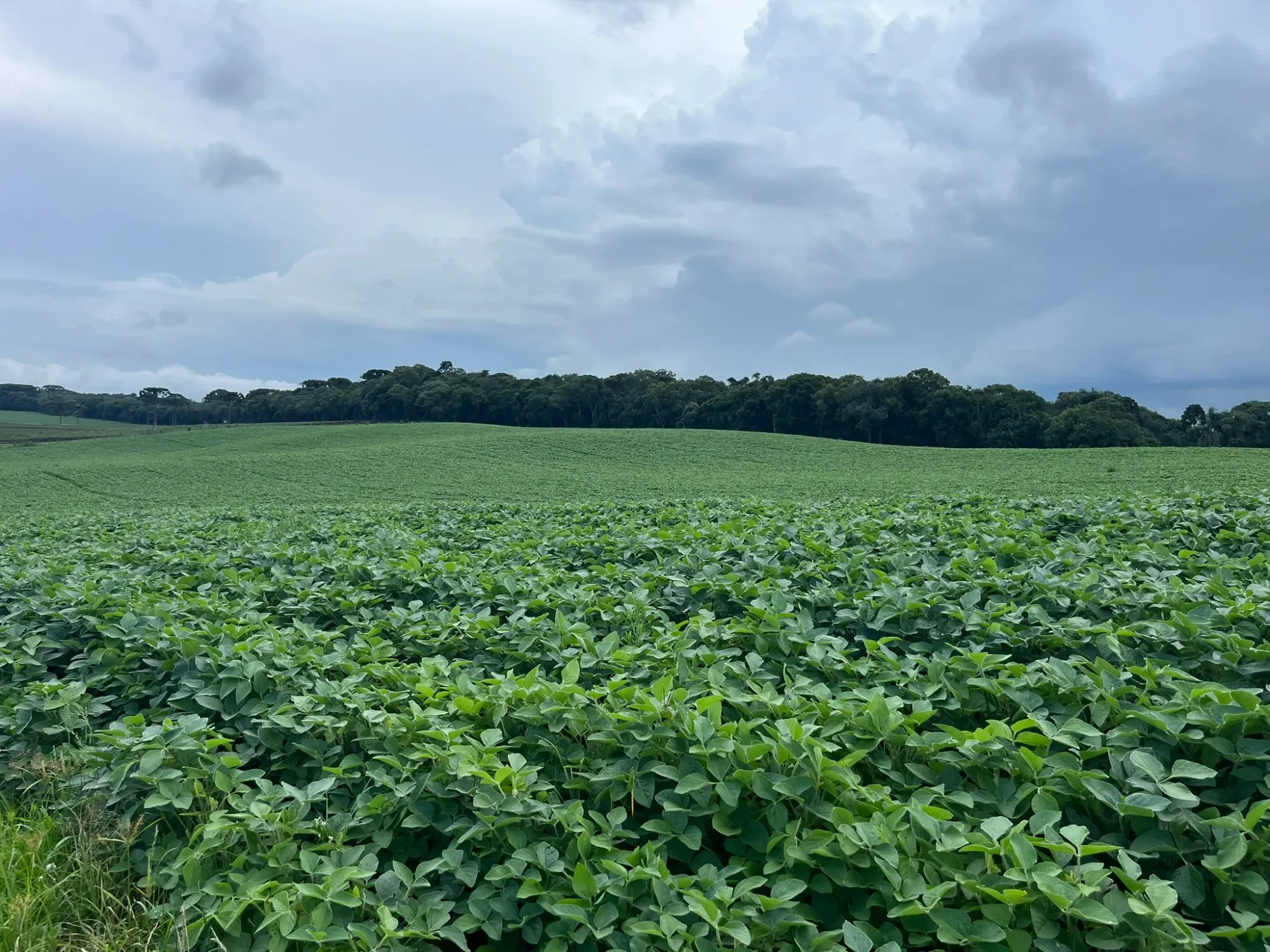 Foto do imóvel: Chácara à Venda, 20000 m² em São Marcos - São José dos Pinhais