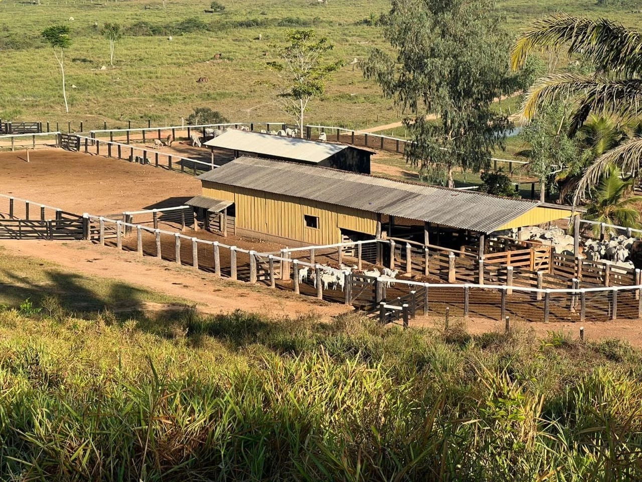 Foto do imóvel: Fazenda à Venda, 831 Alq. GO em Gurupá - Gurupá