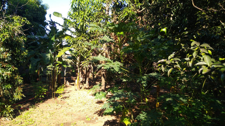 Imagem Chácara com 4 Quartos à Venda, 300 m² em Jardim do Trevo - Araçatuba