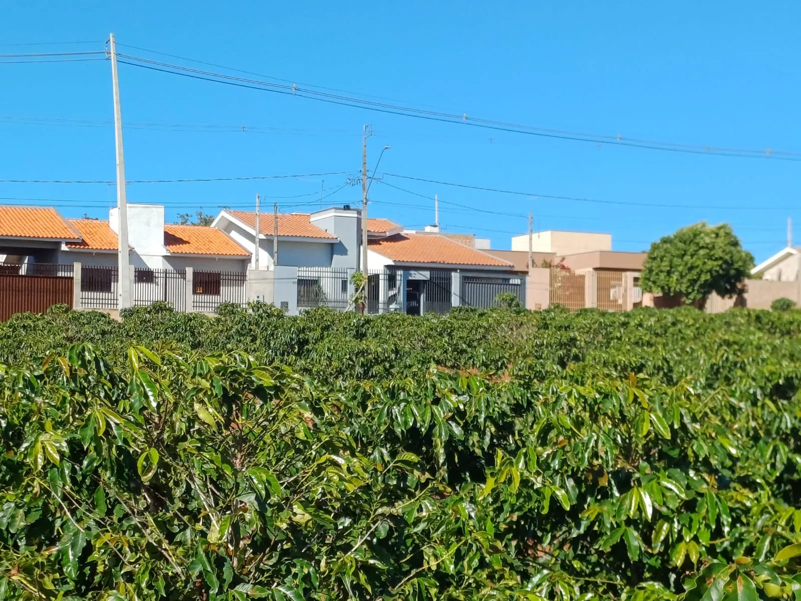 Imagem Chácara à Venda, 4000 m² em Pitangueiras - Pitangueiras