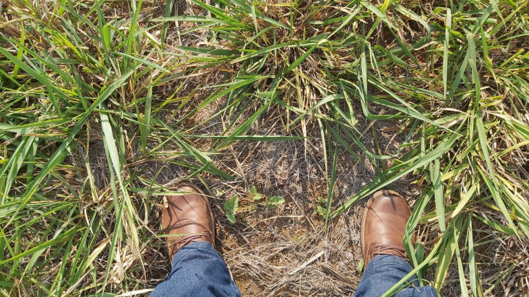 Imagem Terreno à Venda,  em Residencial Figueiras do Parque - Campo Grande