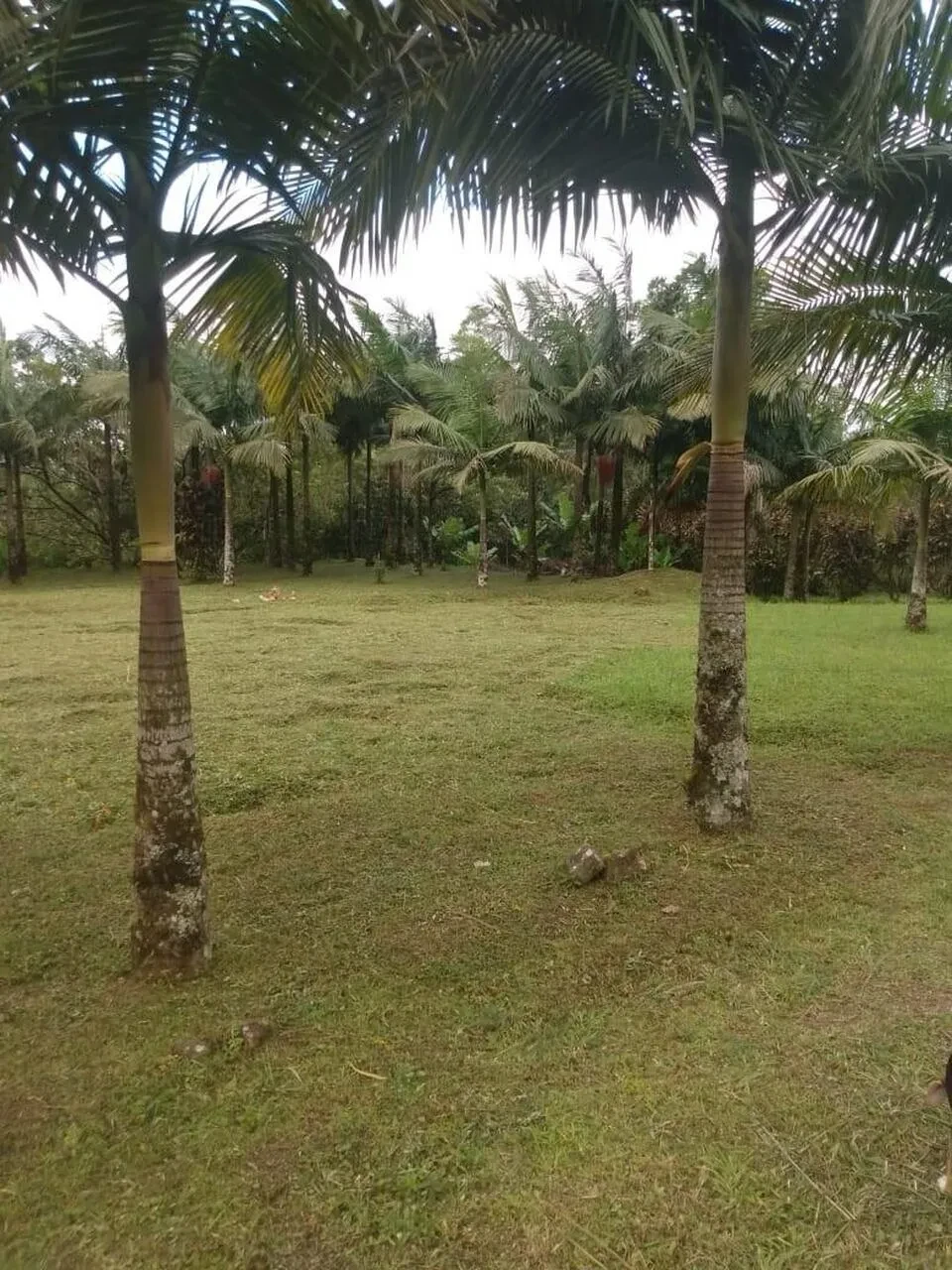 Imagem Terreno à Venda, 302000 m² em Juquiá - Juquiá