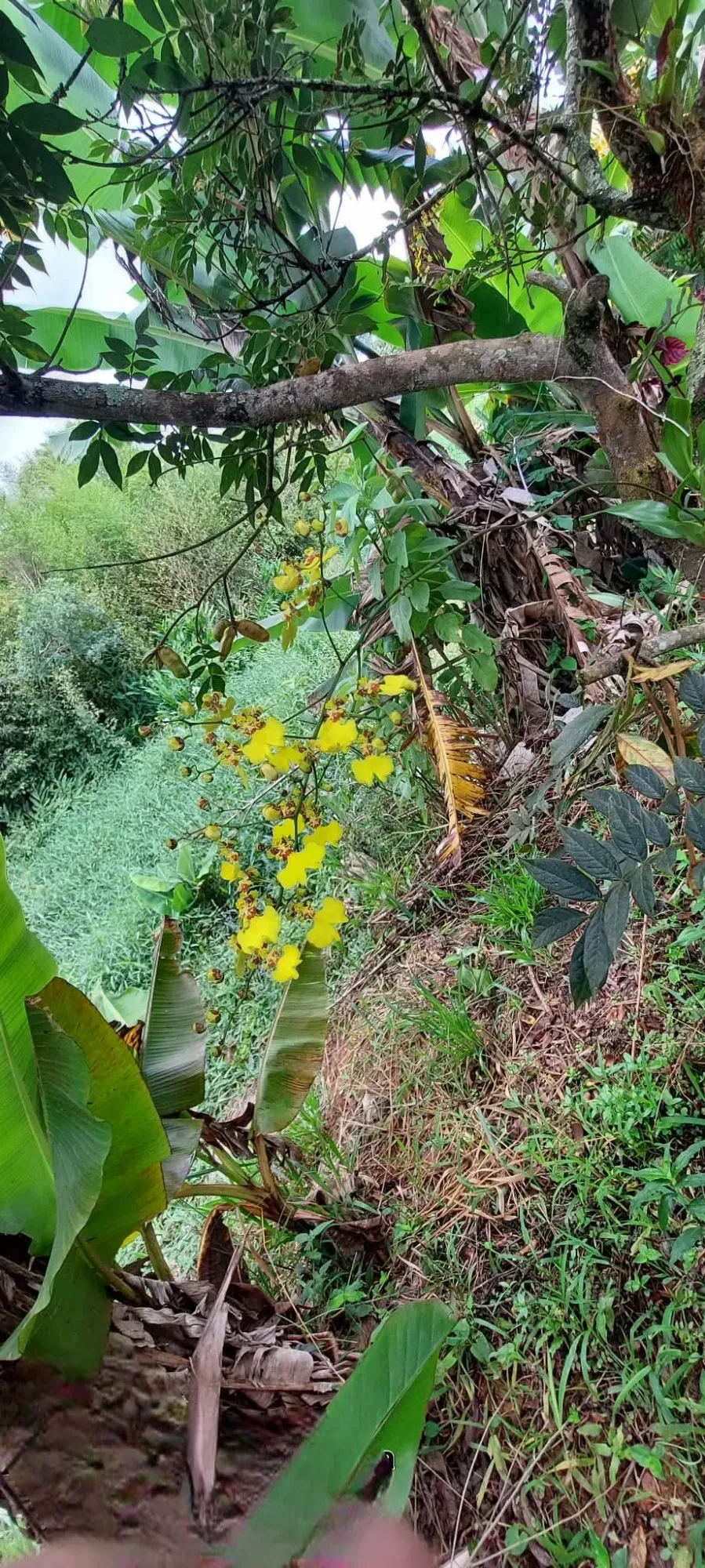 Imagem Chácara com 2 Quartos à Venda, 1500 metros em Vila Moraes - Mogi das Cruzes