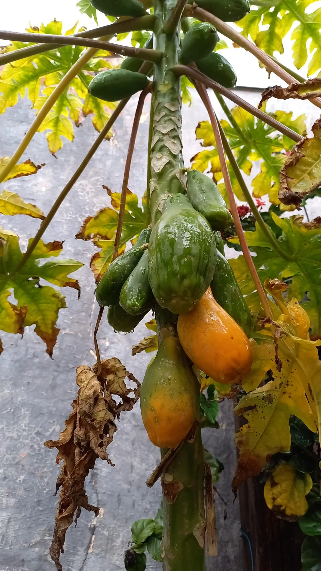 Imagem Casa com 3 Quartos à Venda, 244 m² em Vila Cordeiro - São Paulo