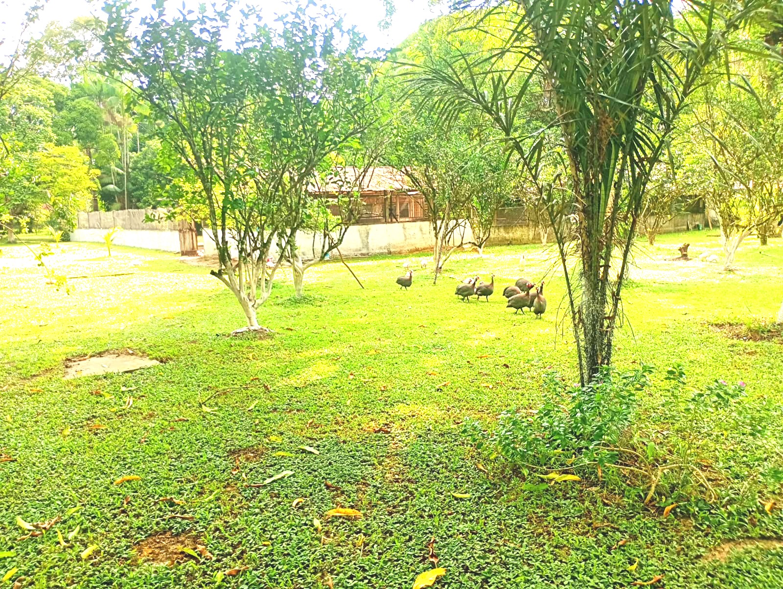 Imagem Chácara com 3 Quartos à Venda, 15 m²em Pau Darco - Santa Bárbara do Pará