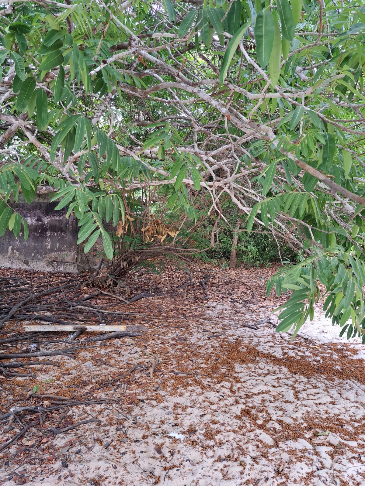 Imagem Terreno à Venda, 1 m²em Alter do Chão - Santarém