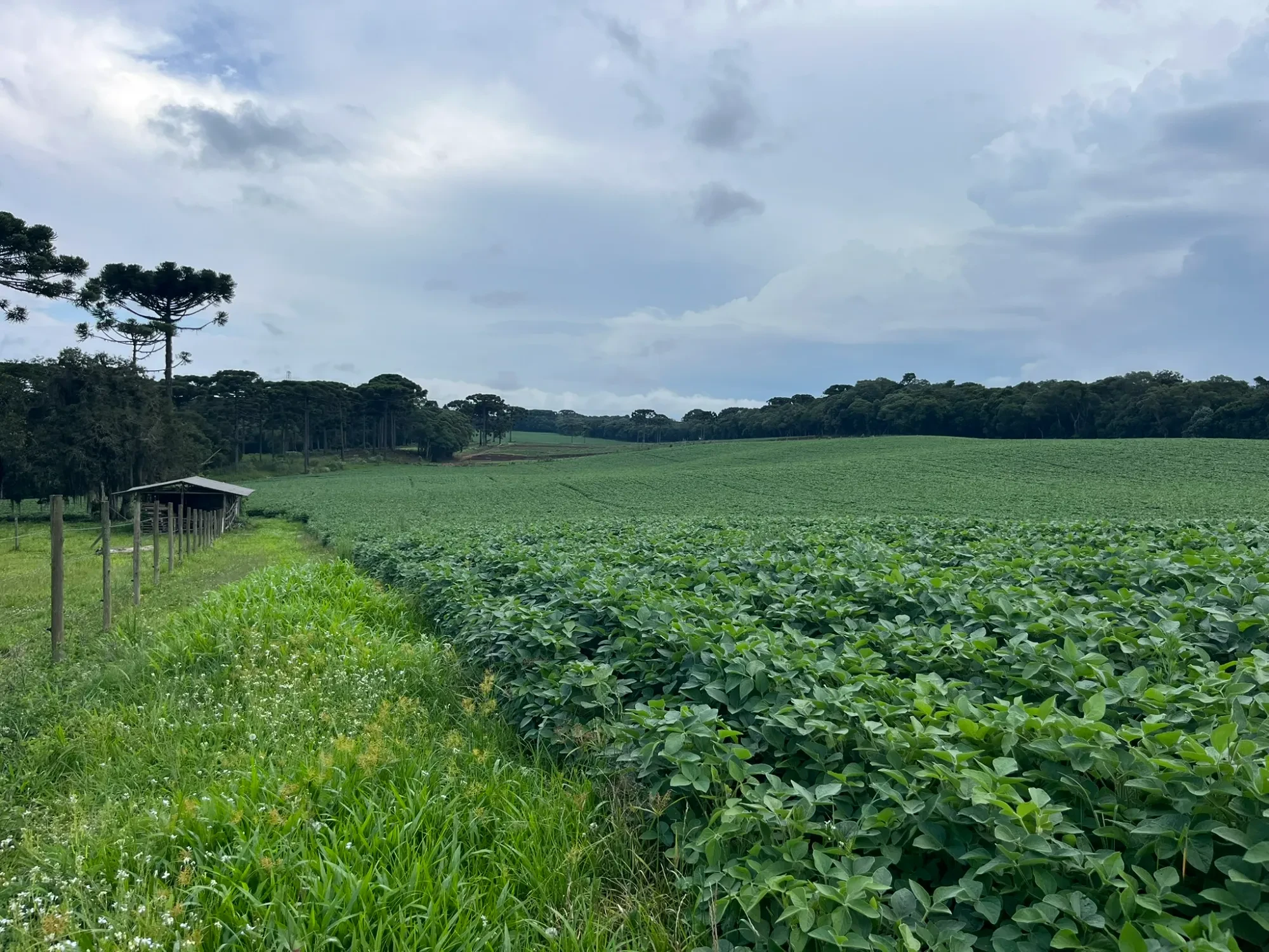 Foto do imóvel: Chácara à Venda, 20000 m² em São Marcos - São José dos Pinhais