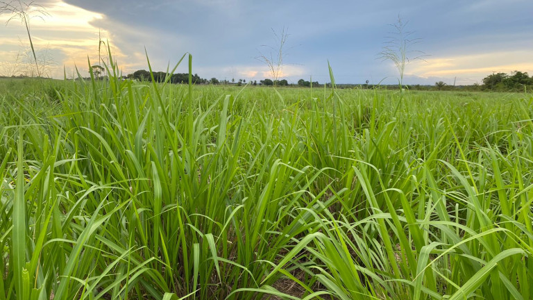Imagem Fazenda à Venda, 455 HA em zona Rural - Santarém Novo