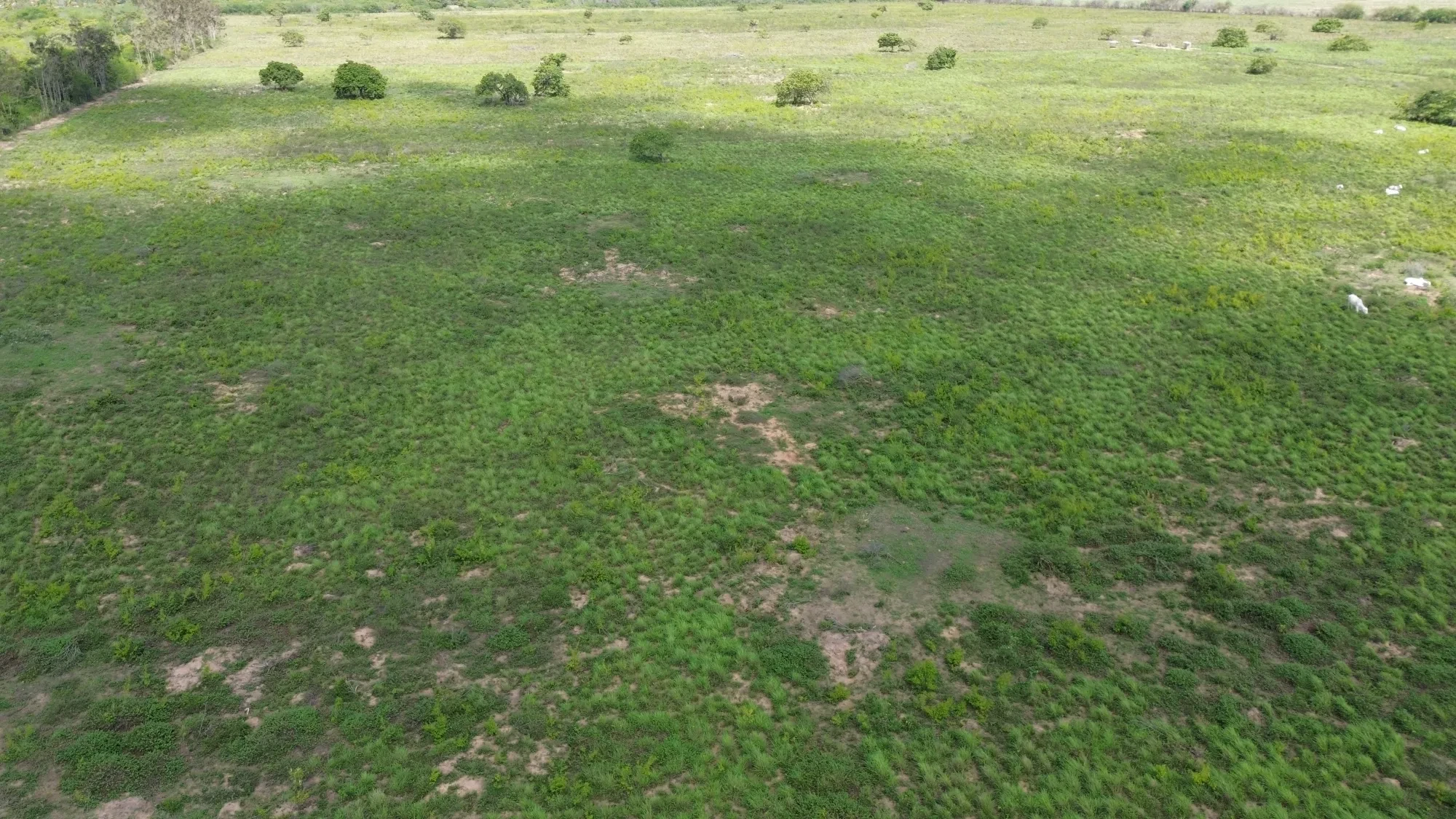 Foto do imóvel: Fazenda à Venda, 100 HA em Fabrício Pedroza - Macaíba