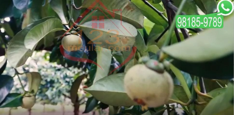 Imagem Imóvel com 9 Quartos à Venda, 50.800 m² em GENIPAUBA - Santa Bárbara do Pará