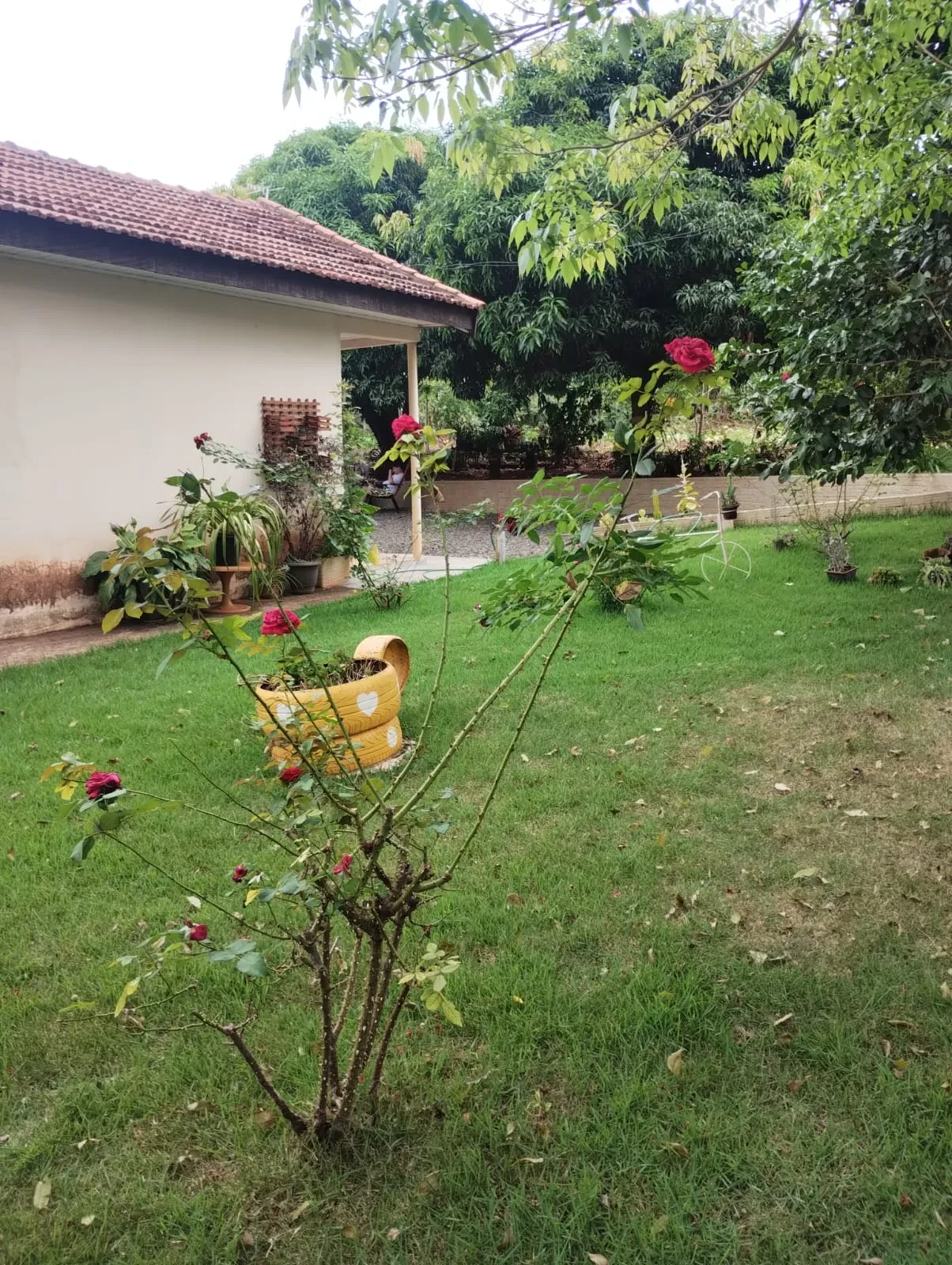 Imagem Chácara com 2 Quartos à Venda, 90 metros em Pitangueiras - Pitangueiras