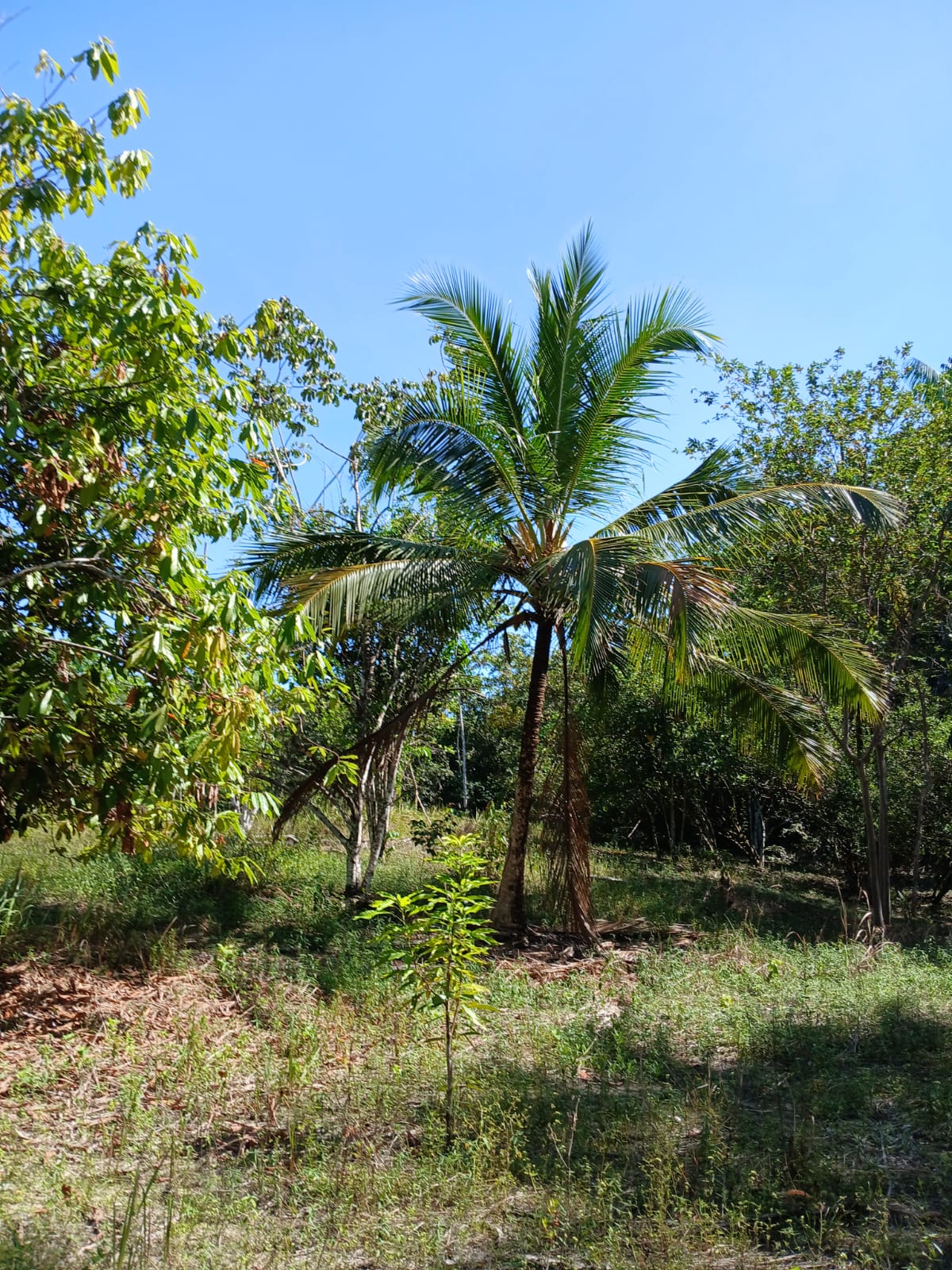 Imagem Terreno à Venda, 80.000 metro em  - Bujaru