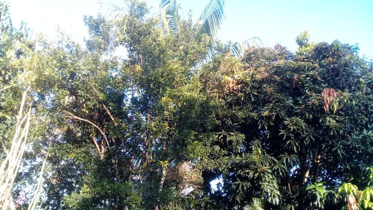 Imagem Terreno à Venda,  em Zona Rural - Humaitá