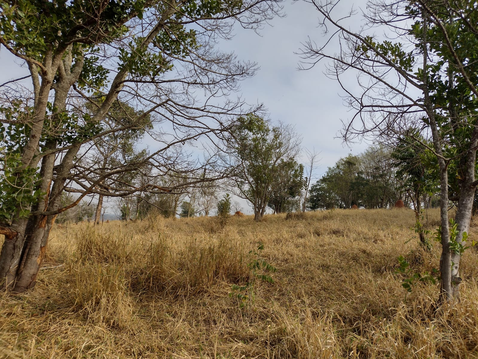 Imagem Terreno à Venda, 21.000 m² em Jardim Continental - Taubaté