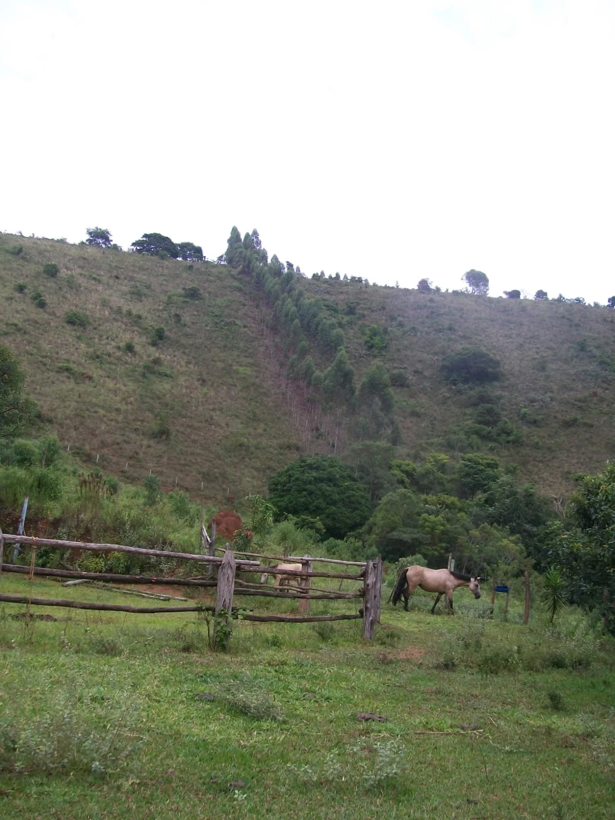 Imagem Chácara com 2 Quartos à Venda, 47.000 m² em Pirapitinga - Juiz de Fora