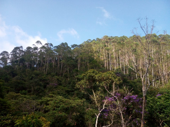 Imagem Terreno à Venda, 137.000 m² em São Domingos - Bias Fortes