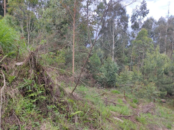 Imagem Terreno à Venda, 1.480 m² em LEÃO - Agudos do Sul