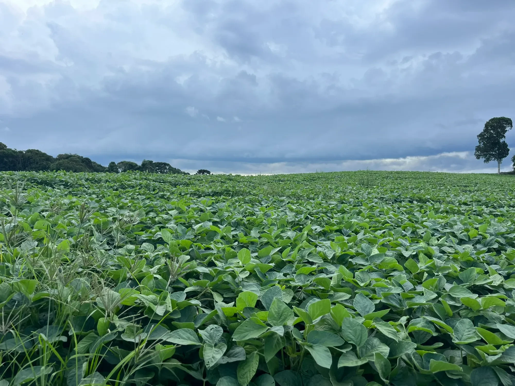 Foto do imóvel: Chácara à Venda, 20000 m² em São Marcos - São José dos Pinhais
