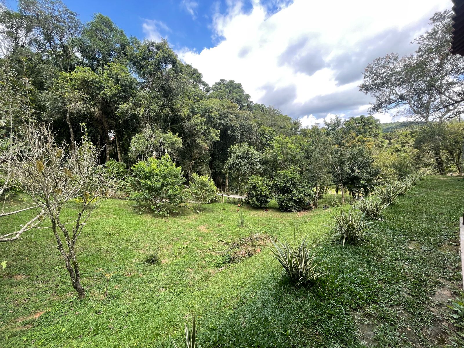 Foto do imóvel: Chácara com 3 Quartos à Venda, 6.800 m² em Salgadinho - Campo Largo