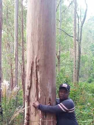 Imagem Terreno à Venda, 137.000 m² em São Domingos - Bias Fortes