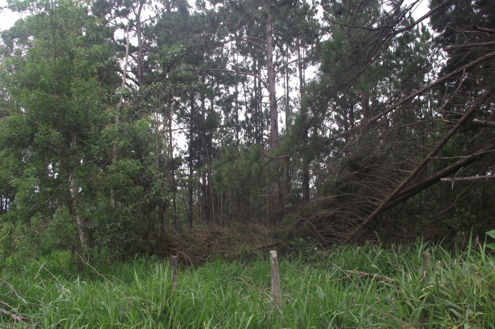 Imagem Terreno à Venda, 24.452 m² em Apotribu de Cima - Itu
