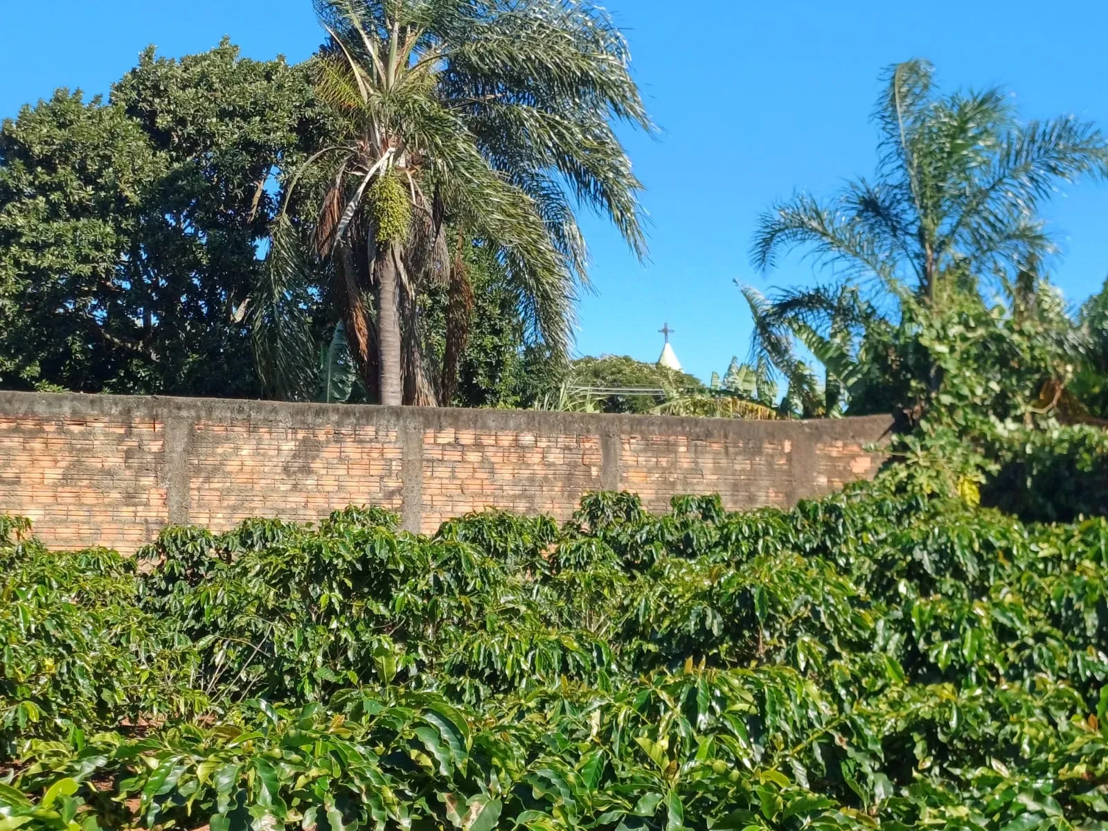 Imagem Chácara à Venda, 4000 m² em Pitangueiras - Pitangueiras