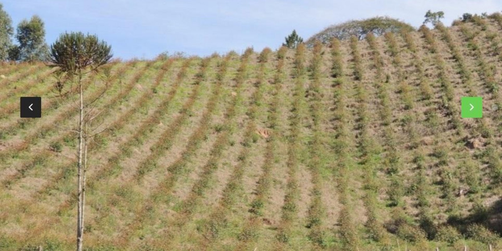 Imagem Chácara com 8 Quartos à Venda,  em Centro - Santa Isabel