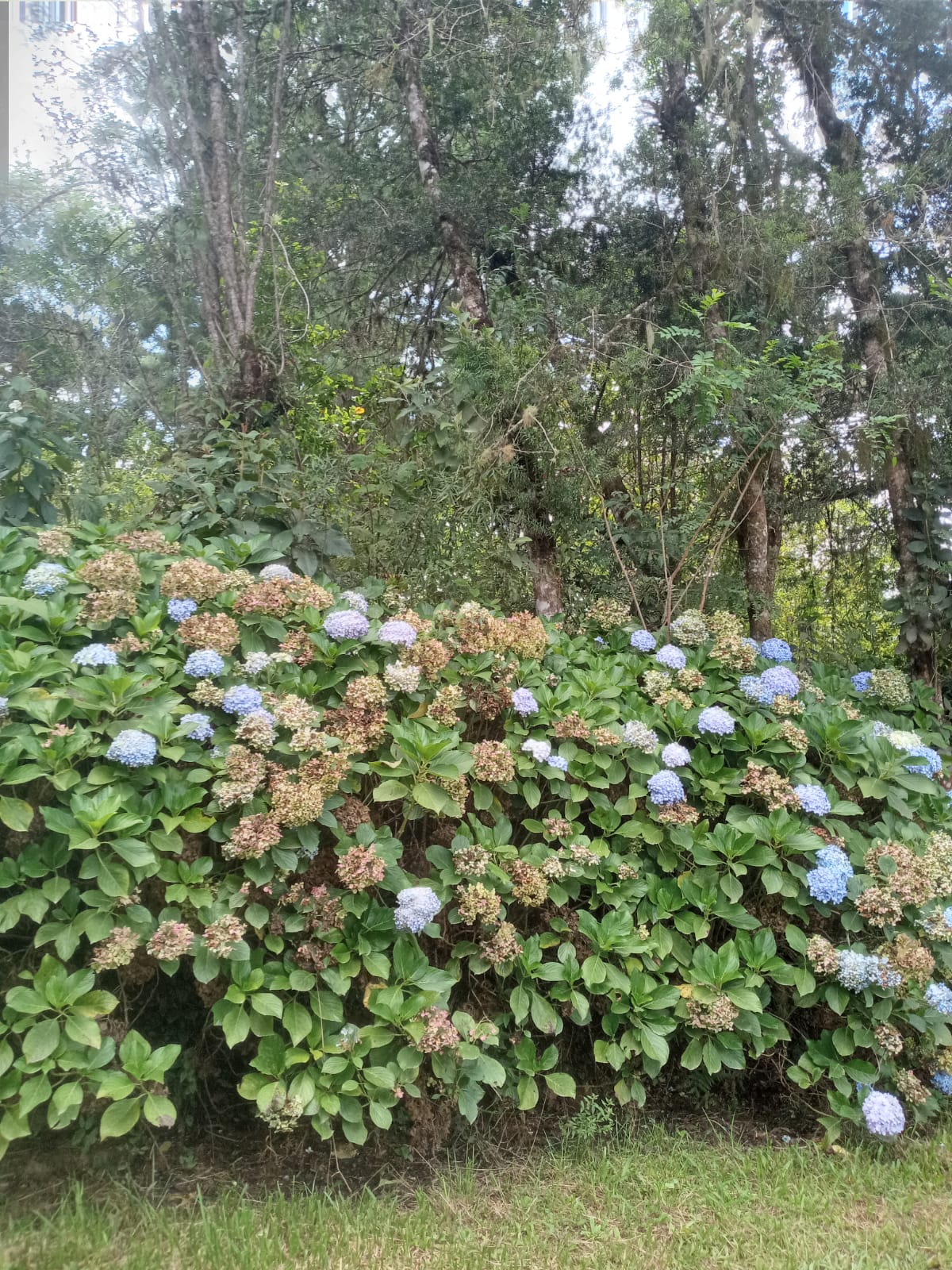 Foto do imóvel: Terreno à Venda, 19.965 m² em Itália - São José dos Pinhais