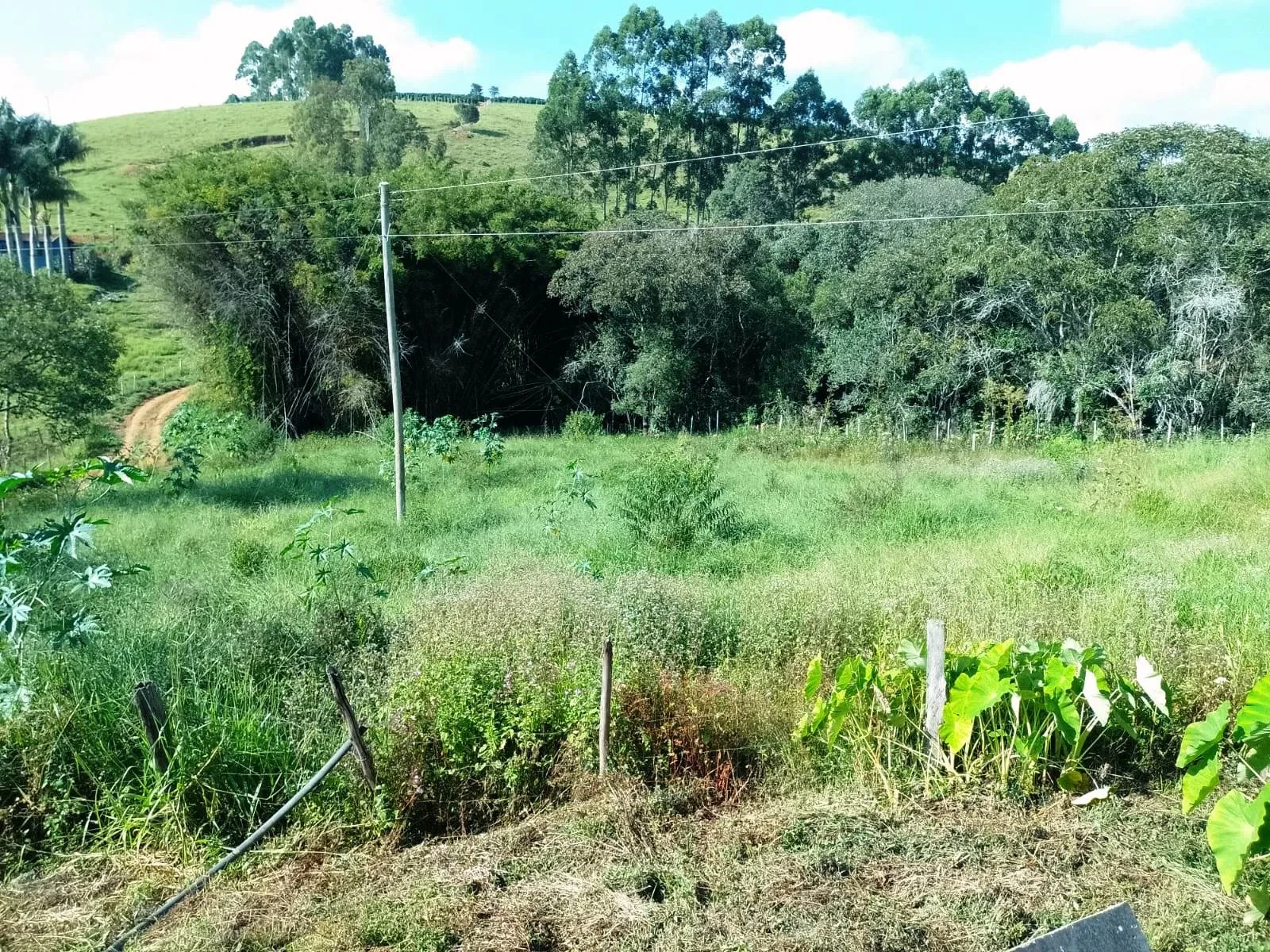Imagem Fazenda à Venda, 5 Alq. MG em Bandeira do Sul - Bandeira do Sul