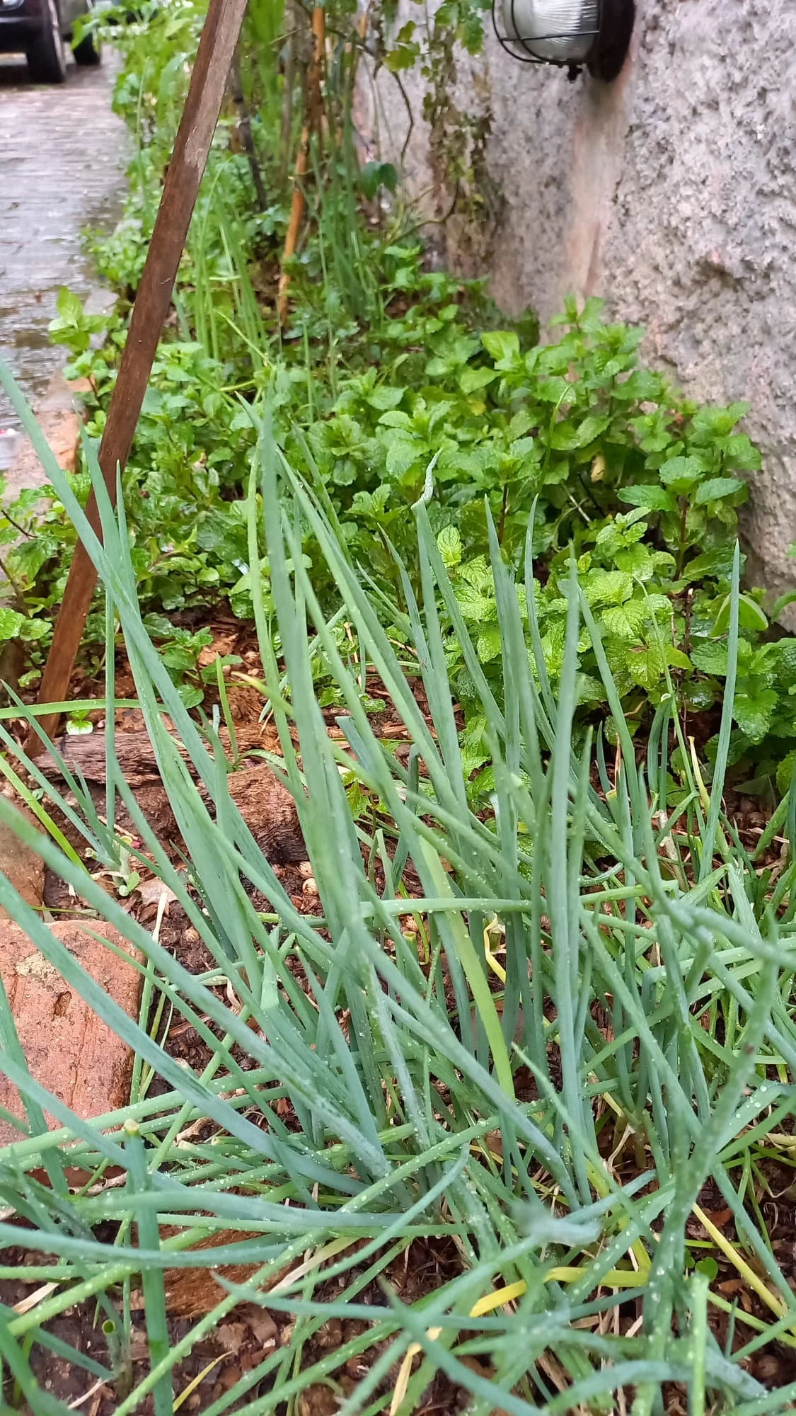 Imagem Casa com 3 Quartos à Venda, 244 m² em Vila Cordeiro - São Paulo