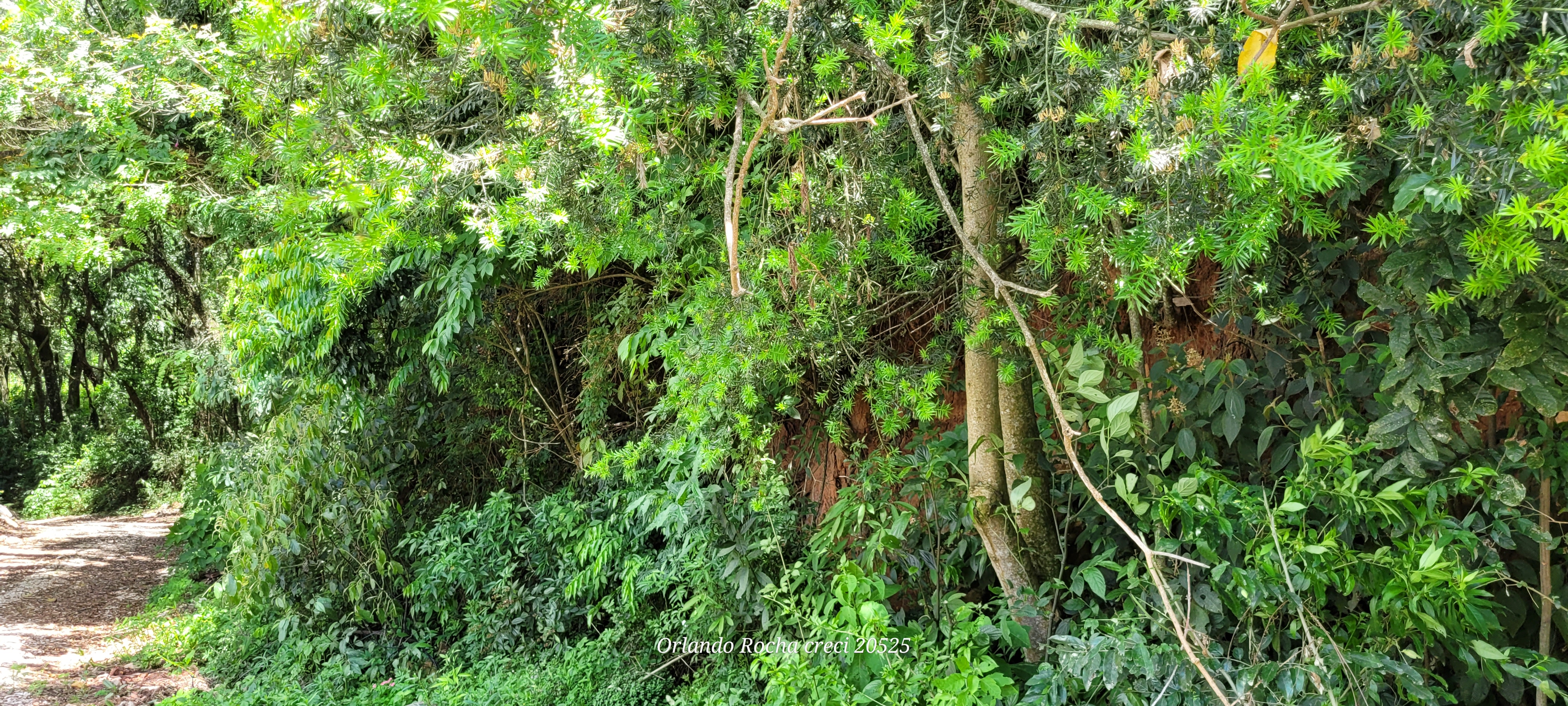 Foto do imóvel: Terreno à Venda, 3 m²em São Miguel - Curitiba