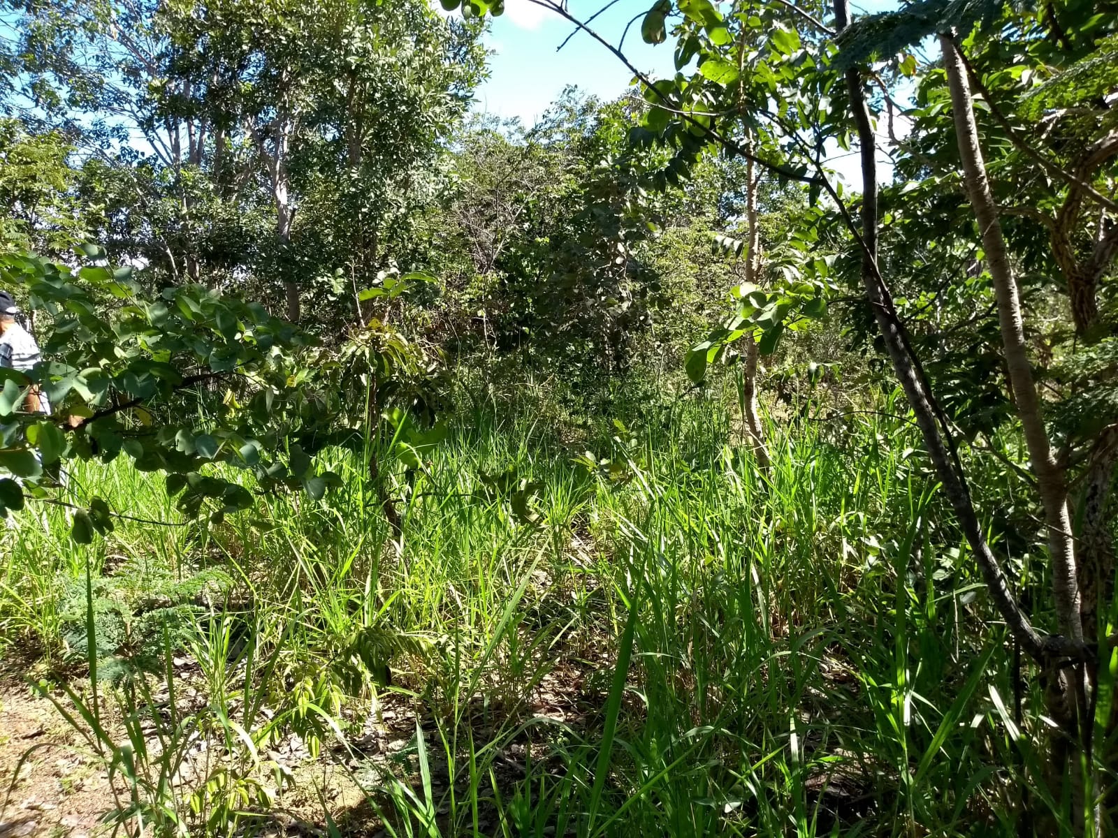 Imagem Fazenda à Venda, 64 Alq. GO em Zona Rural - Ribeirãozinho