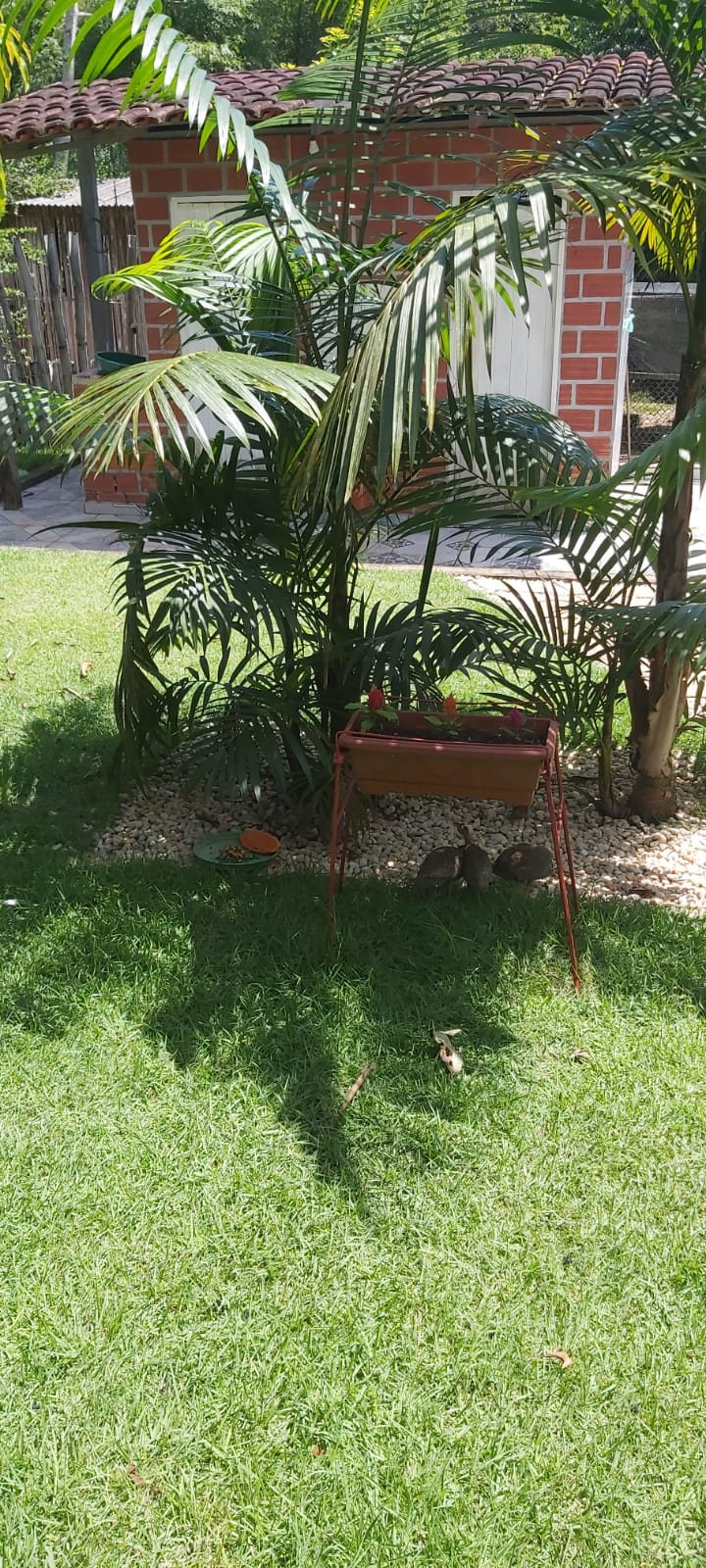Imagem Chácara com 2 Quartos à Venda, 47 m²em Zona Rural - Santa Maria do Pará