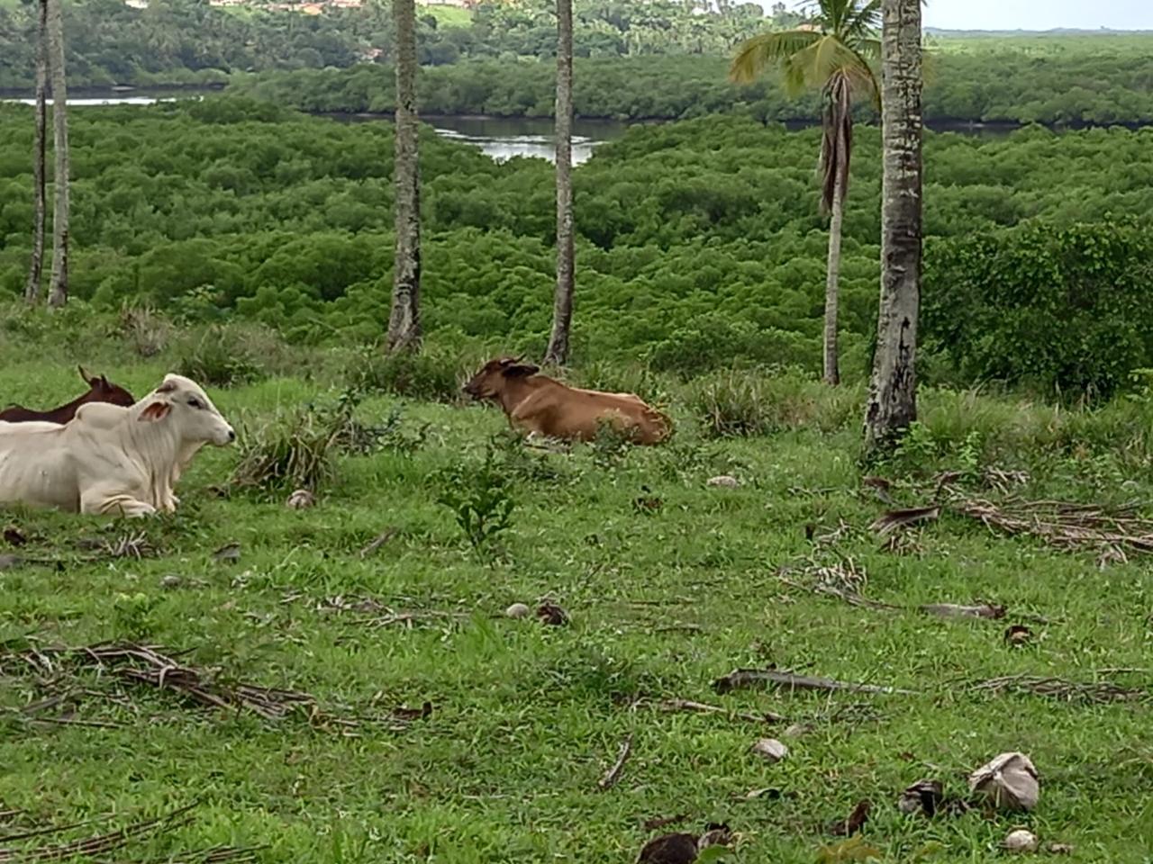 Foto do imóvel: Chácara com 3 Quartos à Venda, 90 m² em Centro - São Cristóvão