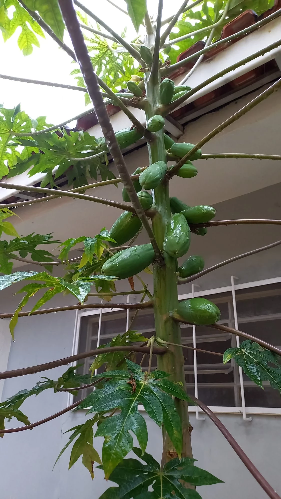 Imagem Casa com 3 Quartos à Venda, 244 m² em Vila Cordeiro - São Paulo