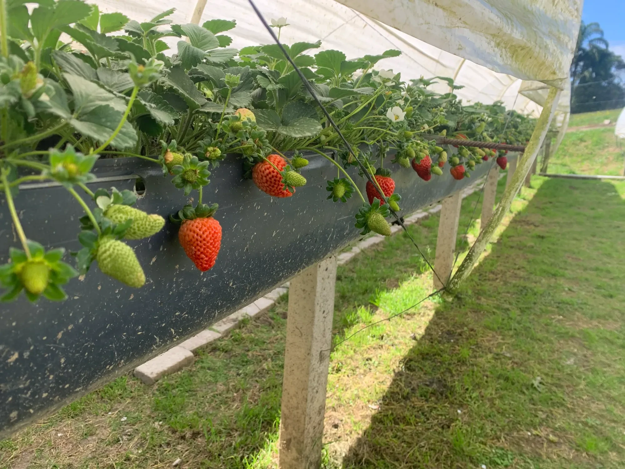 Foto do imóvel: Chácara com 3 Quartos à Venda, 5000 m² em Colonia Marcelino - São José dos Pinhais