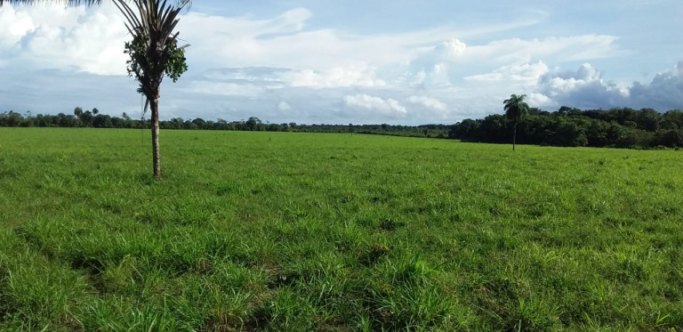 Imagem Fazenda à Venda, 455 HA em zona Rural - Santarém Novo