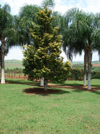 Imagem Chácara com 1 Quarto à Venda, 200 m² em Cercado - Araçoiaba da Serra