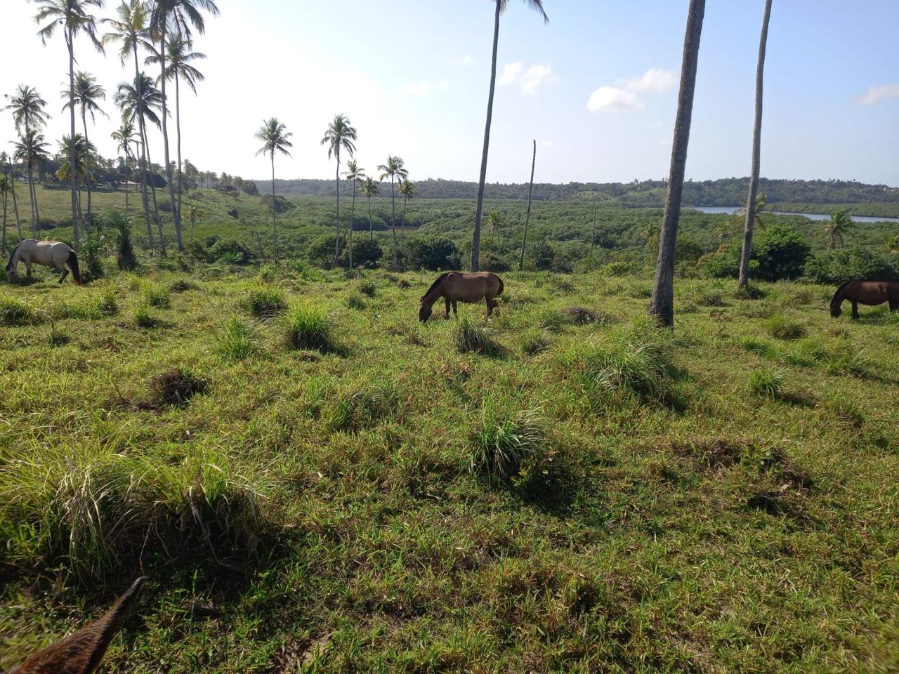 Foto do imóvel: Chácara com 3 Quartos à Venda, 90 m² em Centro - São Cristóvão