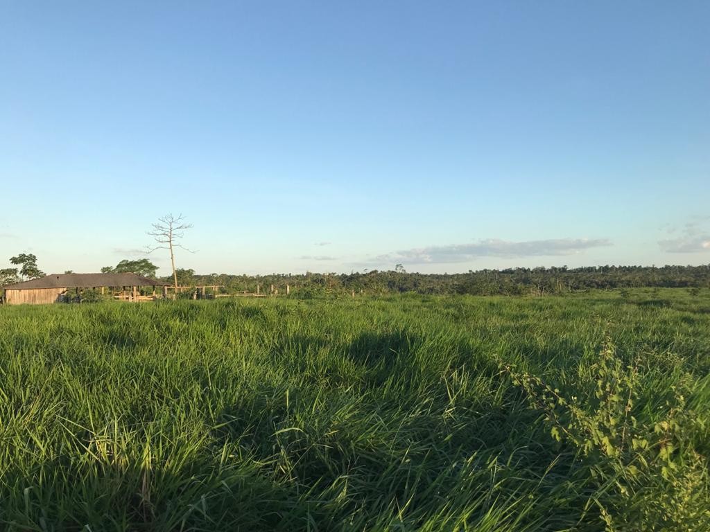 Foto do imóvel: Fazenda à Venda, 9.399 m² em Centro  - São Félix do Xingu