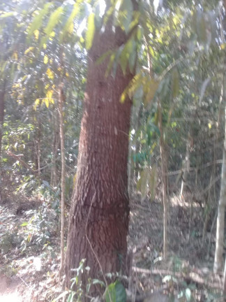 Imagem Terreno à Venda, 123.000 m² em Zona Rural - Santa Bárbara do Tugúrio