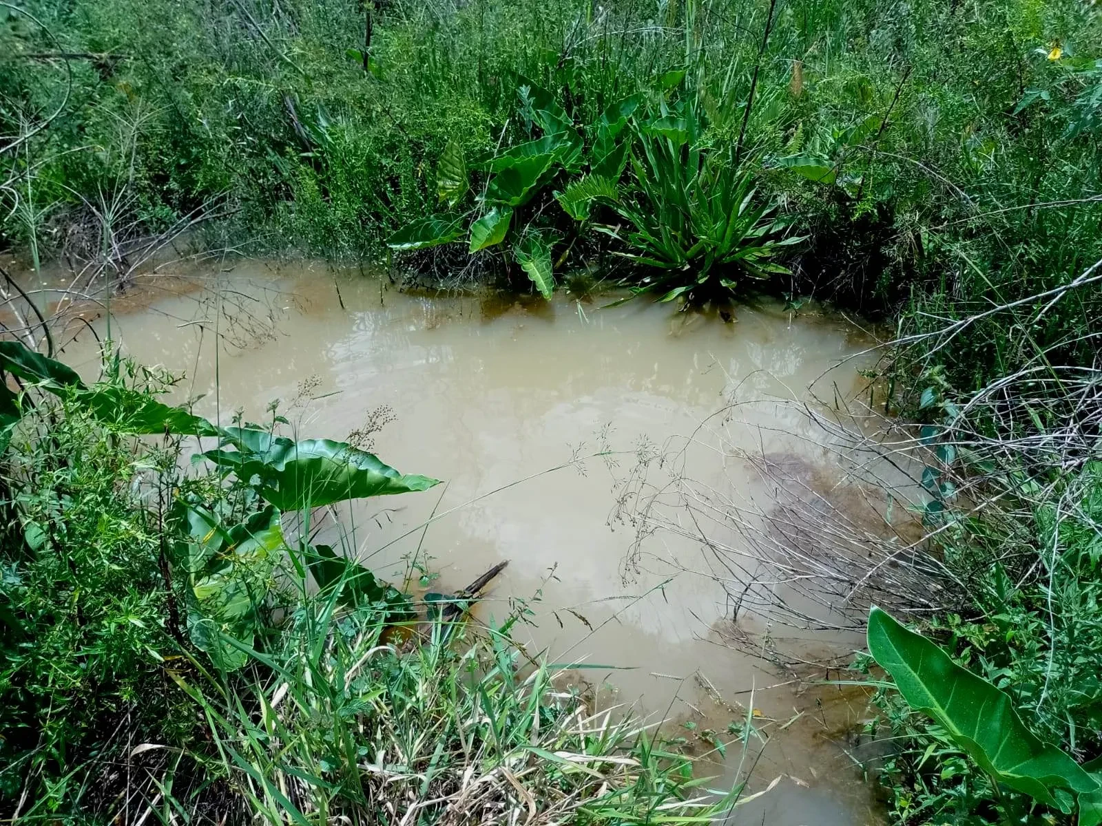 Imagem Fazenda à Venda, 5 Alq. MG em Caldas - Caldas