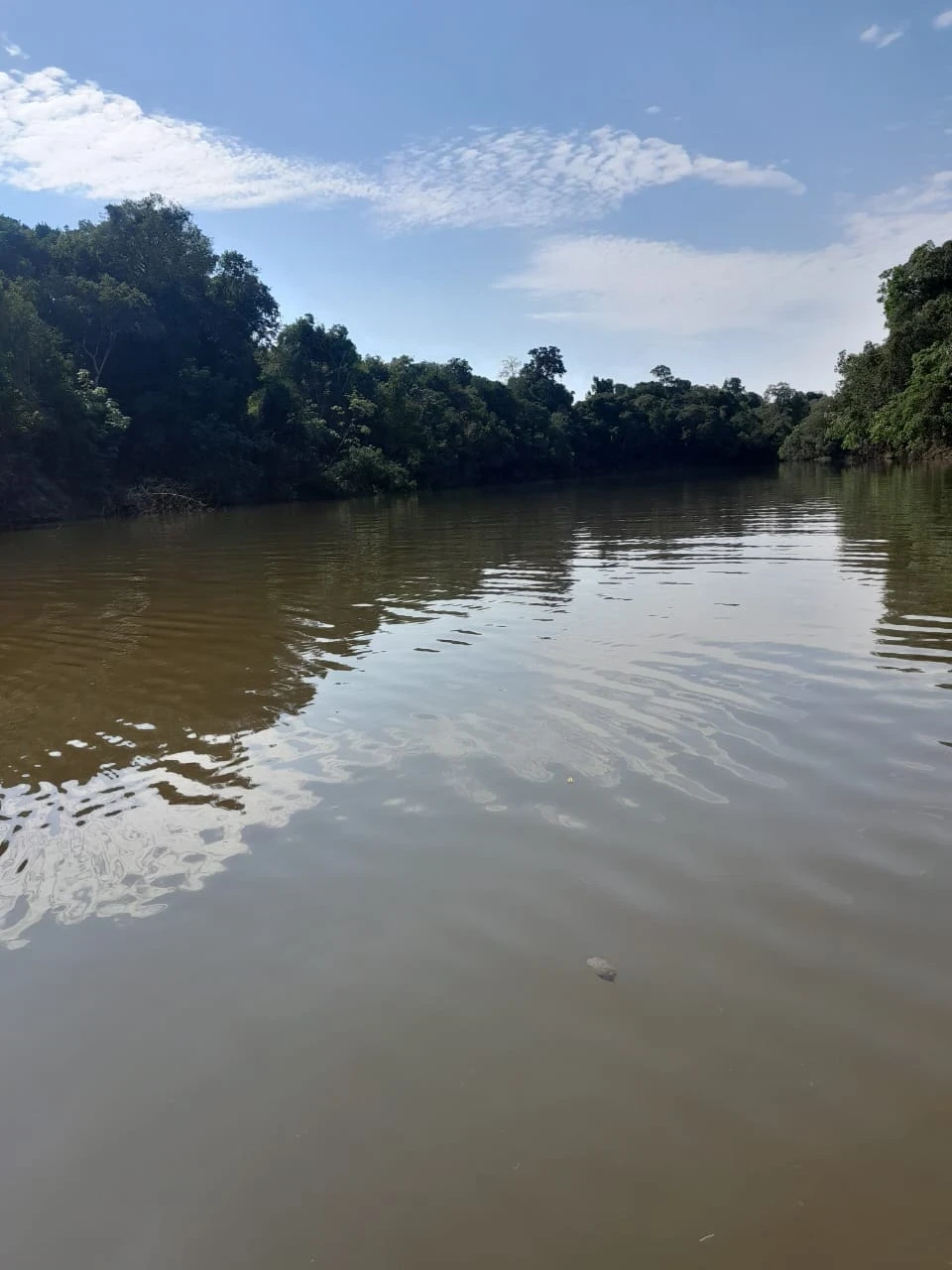 Fazenda à Venda, 560 HA em Canutama - Canutama