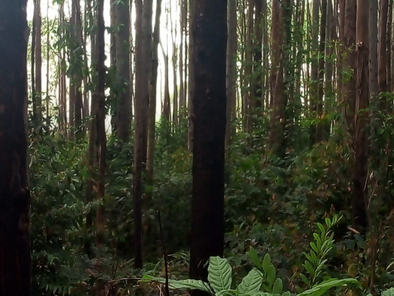 Imagem Terreno à Venda, 137.000 m² em São Domingos - Bias Fortes