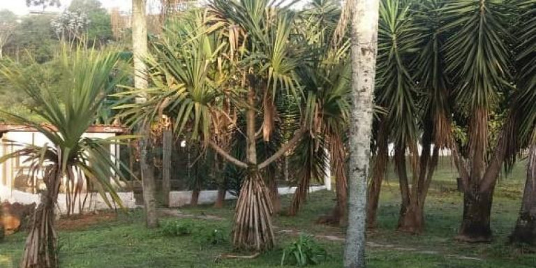 Imagem Chácara com 4 Quartos à Venda, 1.000 m² em Centro - Santa Isabel