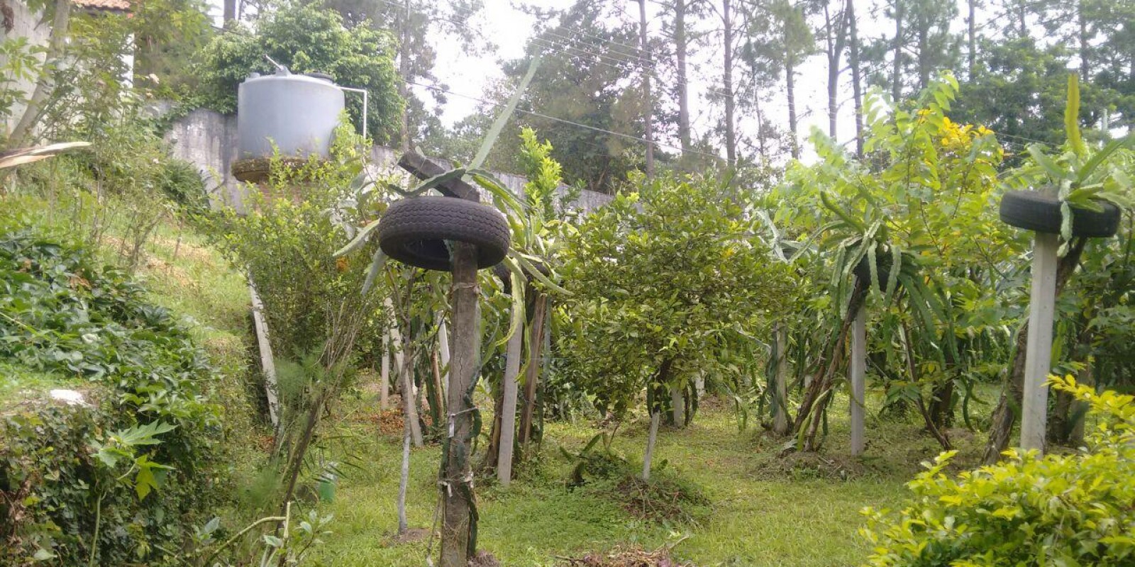 Imagem Chácara com 3 Quartos à Venda,  em Centro Sede - Santa Isabel