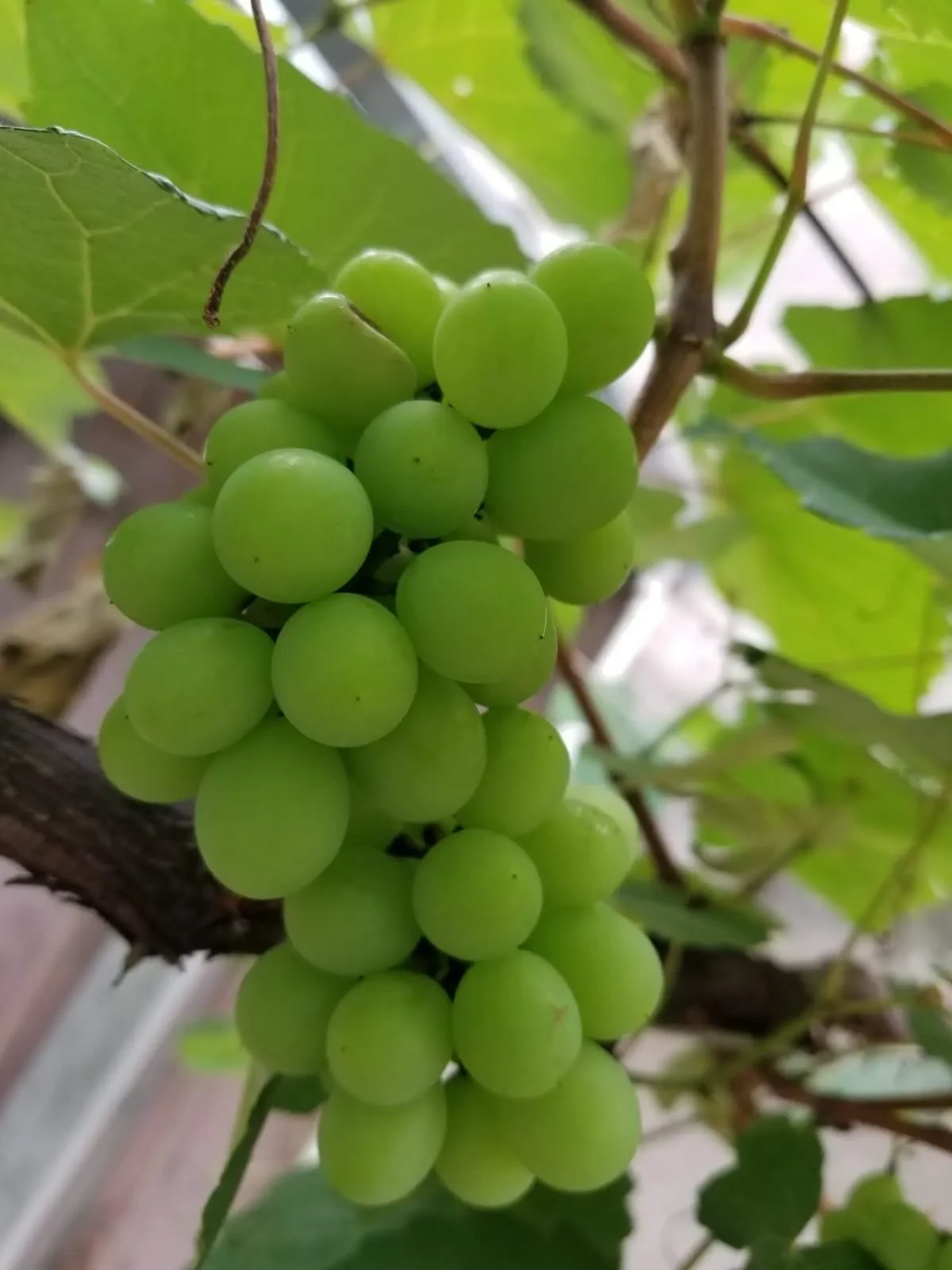 Foto do imóvel: Sobrado com 3 Quartos à Venda, 202 m² em Vila Floresta - Santo André