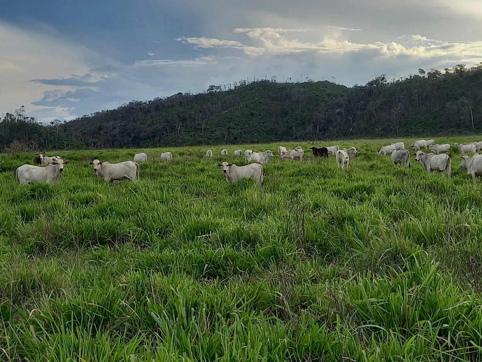 Foto do imóvel: Fazenda à Venda, 831 Alq. GO em Gurupá - Gurupá