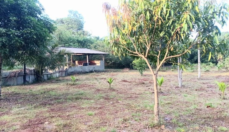 Imagem Chácara com 5 Quartos à Venda, 980 m² em Apeu - Castanhal