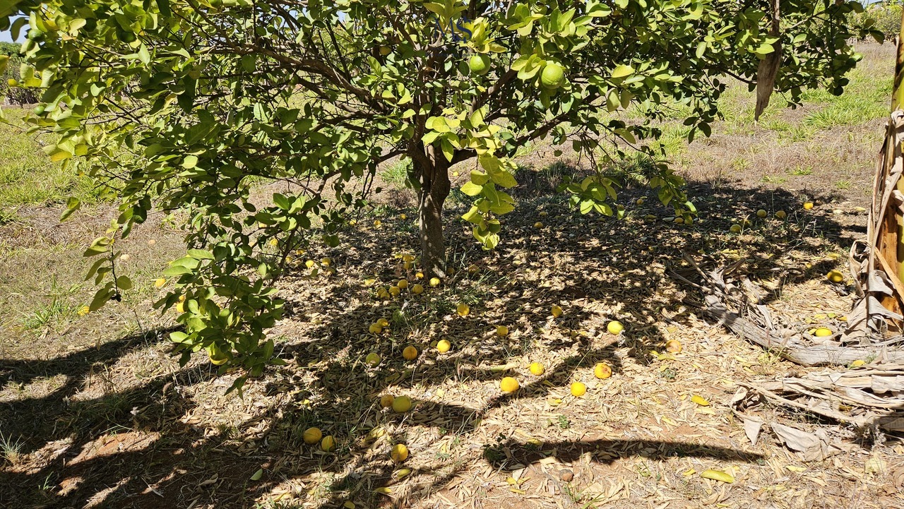 Imagem Terreno à Venda, 5000 m² em Zona de Dinamização (Santa Maria) - Brasília